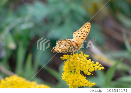 花と蝶の対話 108533171