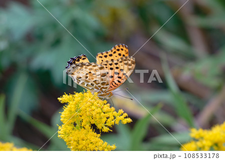 花と蝶の対話 108533178