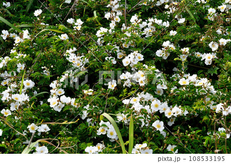 いちめんの花　テリハノイバラ　海岸植物 108533195