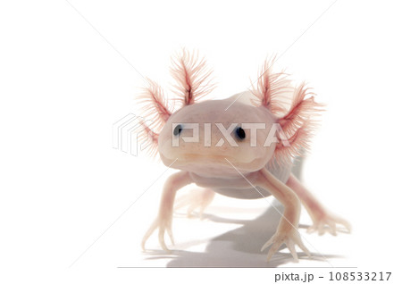 ウーパールーパー　白バック 108533217