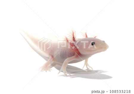 ウーパールーパー 白バック ウーパールーパー 白バック 108533218