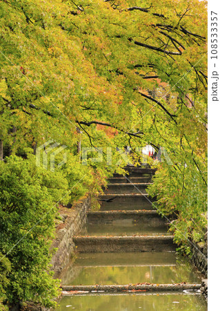 弥彦公園の紅葉 108533357