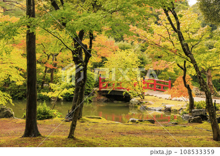 弥彦公園の紅葉 108533359