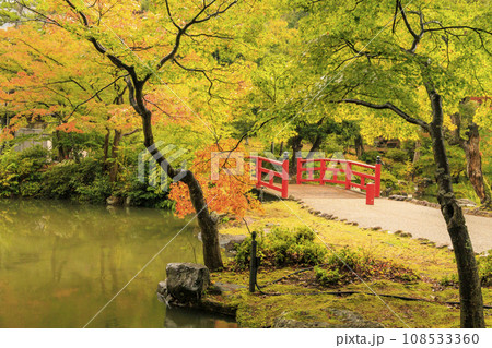 弥彦公園の紅葉 108533360