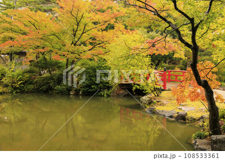 弥彦公園の紅葉 108533361