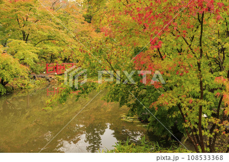 弥彦公園の紅葉 弥彦公園の紅葉 108533368