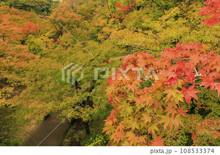 弥彦公園の紅葉 弥彦公園の紅葉 108533374