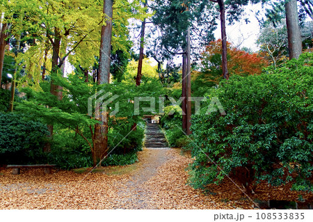 【神奈川】冬の鎌倉　浄智寺の鐘楼門と紅葉が進む参道 108533835