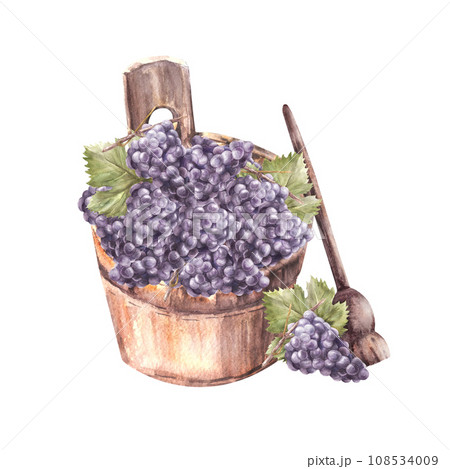 Watercolor wooden bucket with grapevine, blue grapes, crasher. Hand painted Isolated illustration on a white background. Harvesting for winemaking, winery. For label, sticker, wine list, menu, print 108534009
