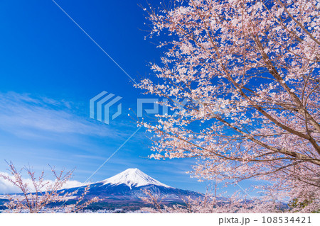 (山梨県)桜と雪・新倉山浅間公園から望む富士山 (山梨県)桜と雪・新倉山浅間公園から望む富士山 108534421