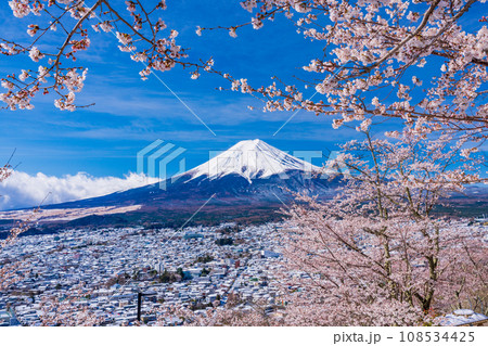 (山梨県)桜と雪・新倉山浅間公園から望む富士山 (山梨県)桜と雪・新倉山浅間公園から望む富士山 108534425