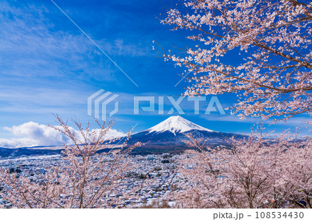 （山梨県）桜と雪・新倉山浅間公園から望む富士山 108534430