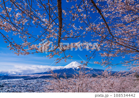 （山梨県）桜と雪・新倉山浅間公園から望む富士山 108534442