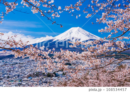 （山梨県）桜と雪・新倉山浅間公園から望む富士山 108534457