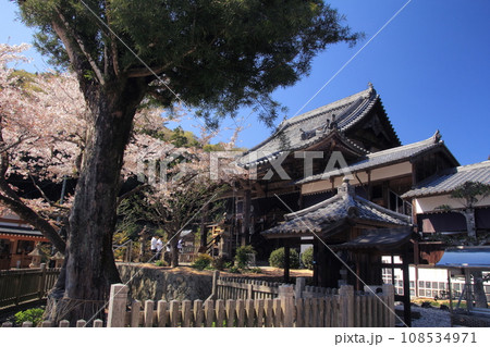 四国霊場第4番札所「大日寺」泰山木と本堂 108534971