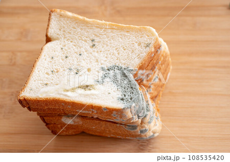 食パンに生えたアオカビと白カビ 食パンに生えたアオカビと白カビ 108535420