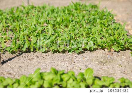 庭の畑で育つ水菜 庭の畑で育つ水菜 108535483