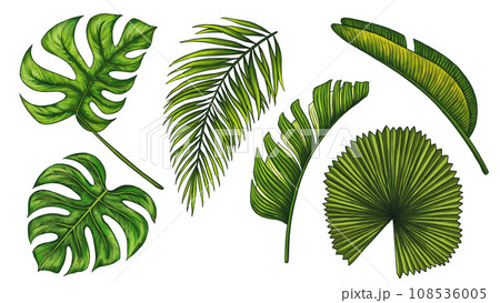 Tropical jungle leaf set. Monstera, banana palm leaves. Realistic hand drawn illustration isolated on white. Colorful vivid clip art for luxury design packaging, cosmetic. 108536005