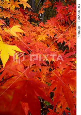 紅葉したモミジ 紅葉したモミジ 108536103