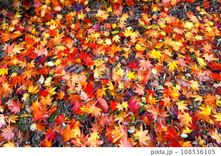 紅葉の落ち葉 紅葉の落ち葉 108536105