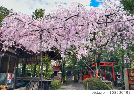 水火天満宮の枝垂れ桜（京都市上京区） 108536492