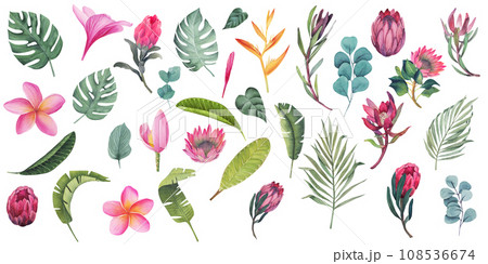 Leaves of monstera, palm, ficus, banana. Flowers of protea, hibiscus, plumeria, leucadendron. Eucalyptus branches. Set of tropical hand drawn cliparts. Isolated object. Leaves of monstera, palm, ficus, banana. Flowers of protea, hibiscus, plumeria, leucadendron. Eucalyptus branches. Set of tropical hand drawn cliparts. Isolated object. 108536674