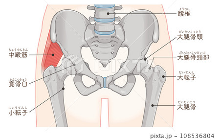中殿筋、gluteus medius、股関節、大腿骨、骨盤、筋肉、イラスト、illustration 108536804