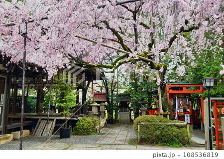 水火天満宮の枝垂れ桜(京都市上京区) 水火天満宮の枝垂れ桜(京都市上京区) 108536819