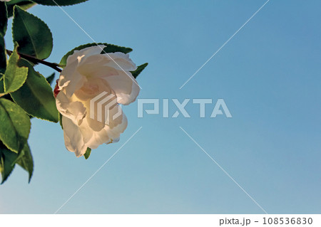 【神奈川】冬の鎌倉源氏山公園 日差しを浴びる千重咲の椿(暗め) 【神奈川】冬の鎌倉源氏山公園 日差しを浴びる千重咲の椿(暗め) 108536830