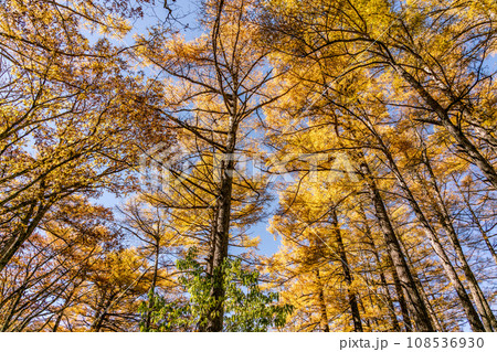 【栃木県】鮮やかな紅葉の秋の戦場ヶ原（10月） 108536930