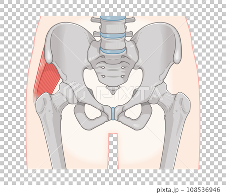 gluteus medius, hip joint, femur, pelvis, muscle, illustration 108536946