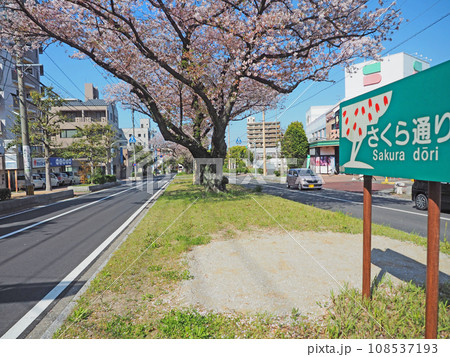 福岡県北九州市八幡東区の街なかにあるさくら通り 108537193