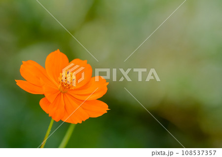 キバナコスモス 108537357