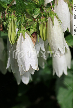 White bellflower flowers in close up White bellflower flowers in close up 108537413