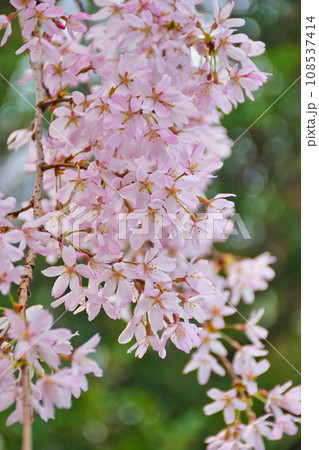 水火天満宮の枝垂れ桜(京都市上京区) 水火天満宮の枝垂れ桜(京都市上京区) 108537414