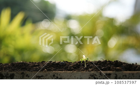 small plant sapling growing tree sprout closeup from a pot small plant sapling growing tree sprout closeup from a pot 108537597