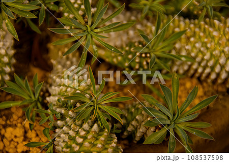 鉄甲丸 サボテン 鉄甲丸 サボテン 108537598