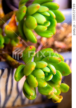 春萌　多肉植物 108537599