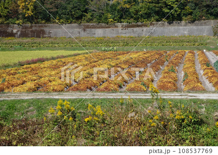 ヤマノイモの畑　丹波篠山特産　11月上旬 108537769