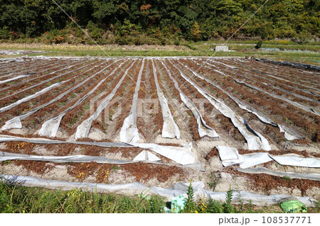 ヤマノイモの畑 丹波篠山特産 11月上旬 ヤマノイモの畑 丹波篠山特産 11月上旬 108537771