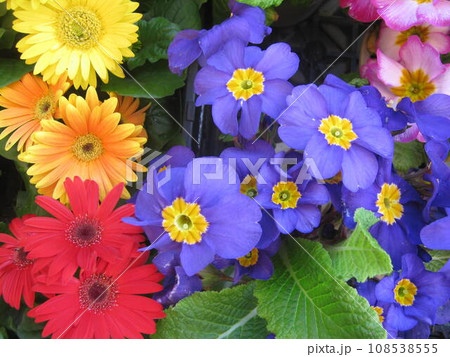 赤・黄・紫のカラフルな花 108538555