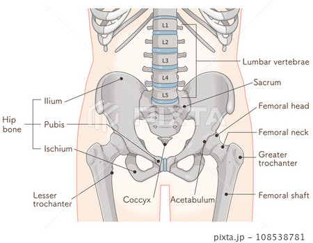股関節、大腿骨、骨盤、筋肉、イラスト、illustration 108538781