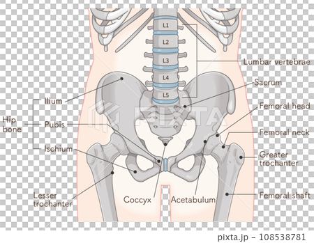 股関節、大腿骨、骨盤、筋肉、イラスト、illustration 108538781