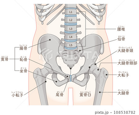 股関節、大腿骨、骨盤、筋肉、イラスト、illustration 108538782