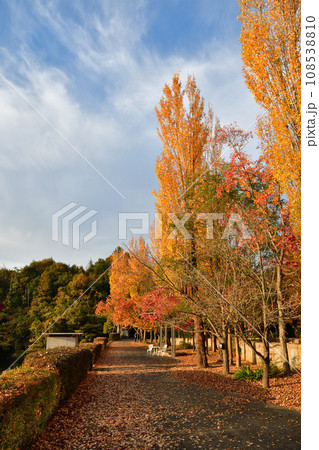 秋空に紅葉した並木の公園 秋空に紅葉した並木の公園 108538810