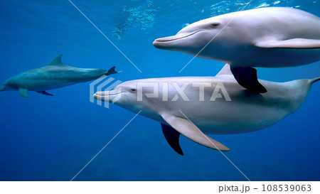 イルカ_御蔵島_22_2頭のイルカ 108539063