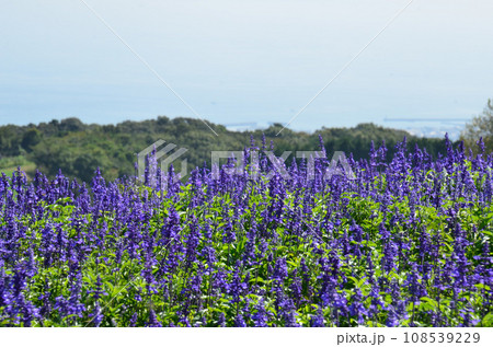 夏の終わりの花桟敷 夏の終わりの花桟敷 108539229