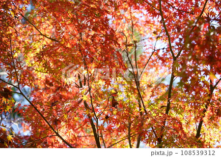 輝く紅葉の杜・マクロレンズで見上げる3 108539312
