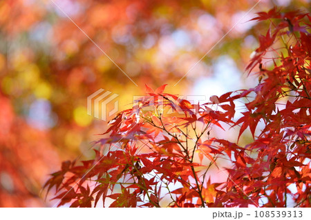 初秋の紅葉一枝1 108539313