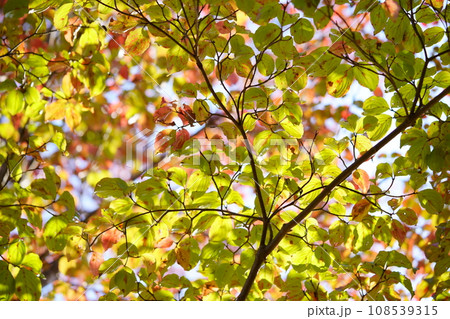 アメリカヤマボウシの紅葉 108539315